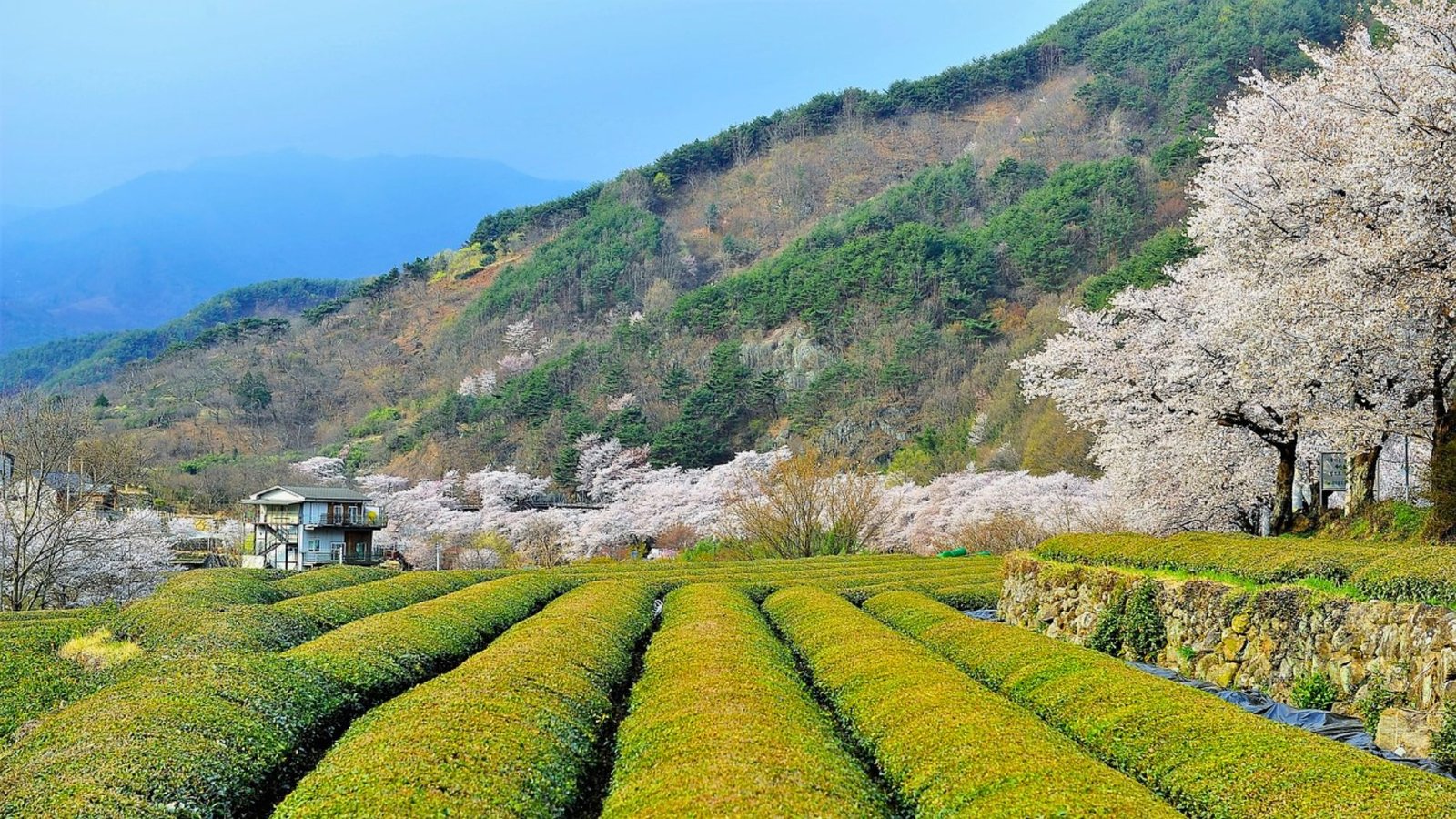 Tea Plantation